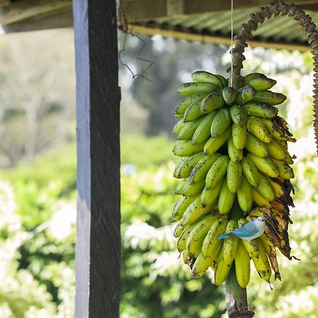 Coffee Garden Ranch Costa Rica Appartement Concepcion  Buitenkant foto