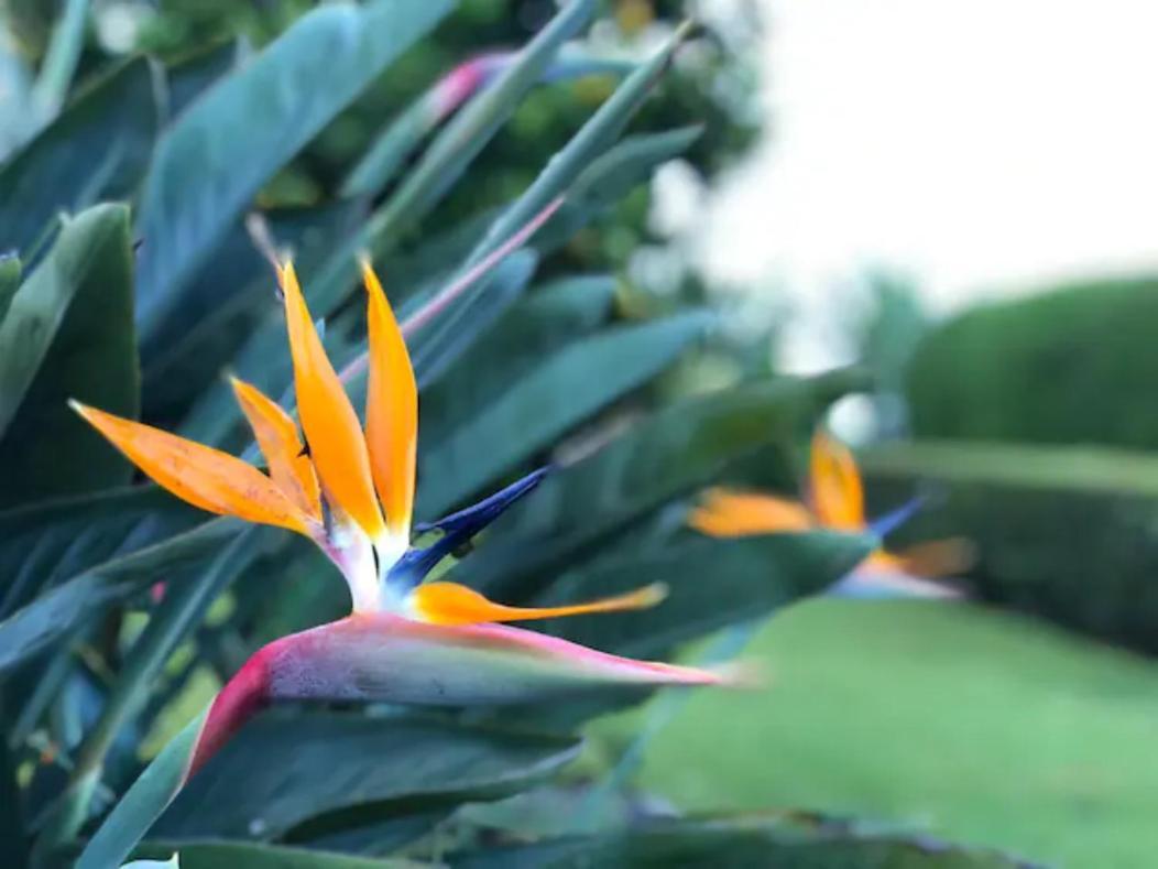 Coffee Garden Ranch Costa Rica Appartement Concepcion  Buitenkant foto